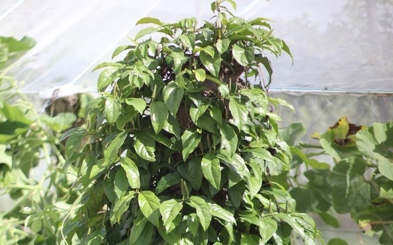 cây tiêu lốp xanh tươi dây leo Ngon farm hồ tiêu dài tiêu lốt